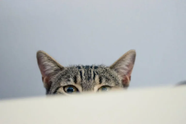 Czemu kot mnie liże? Czy to znak miłości czy problemu?