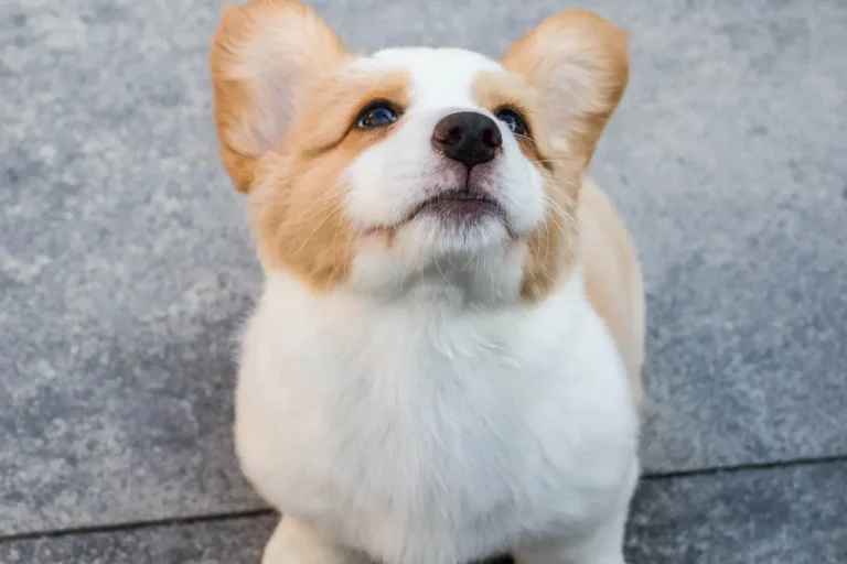 Kiedy pies przestaje być szczeniakiem?