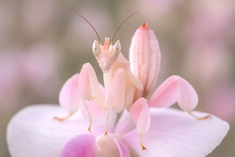 Modliszka storczykowa – wszystko o Hymenopus Coronatus