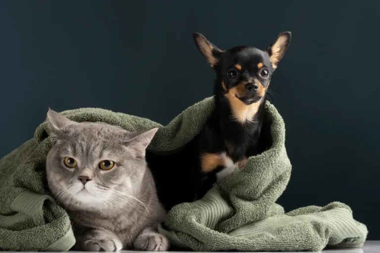 Nietolerancje pokarmowe u psów i kotów – jak rozpoznać je dzięki diecie?