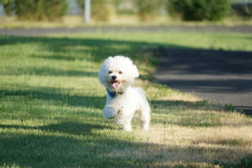 Bichon frise