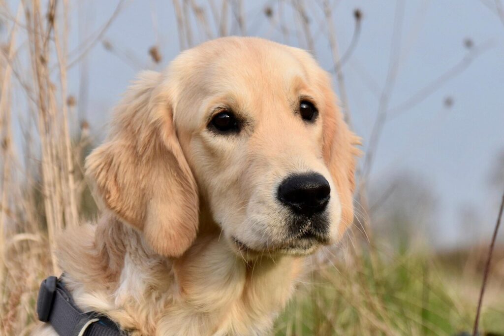 Golden retriever