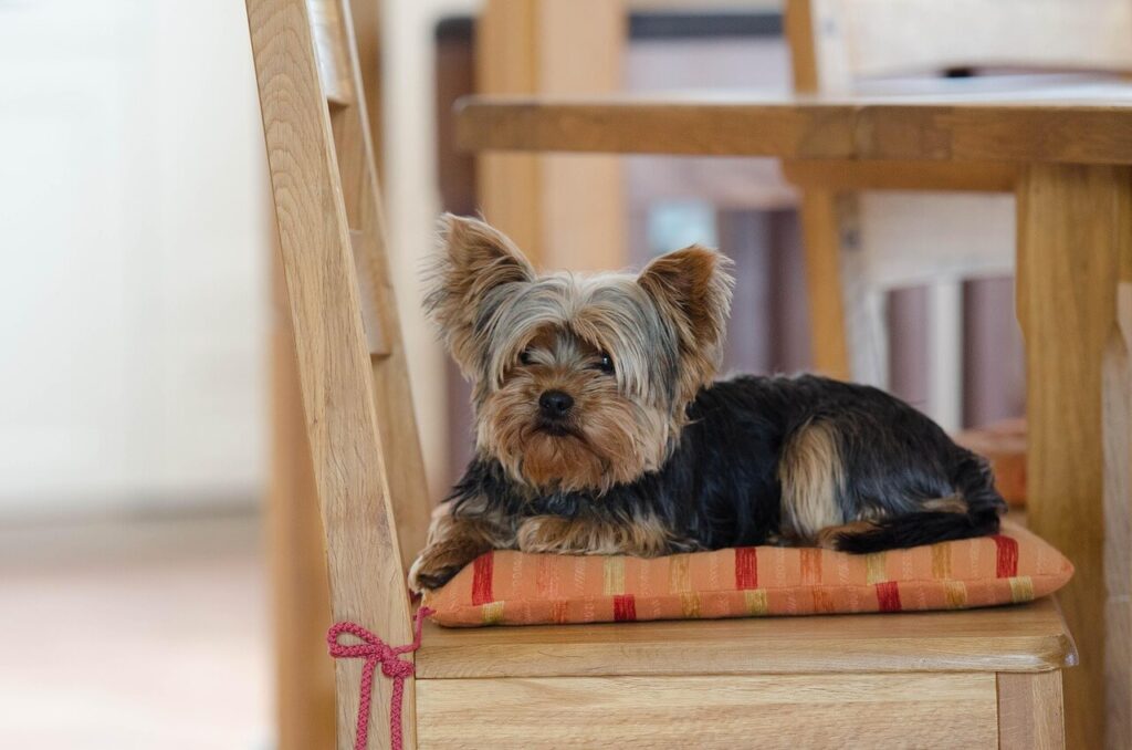 Yorkshire terrier