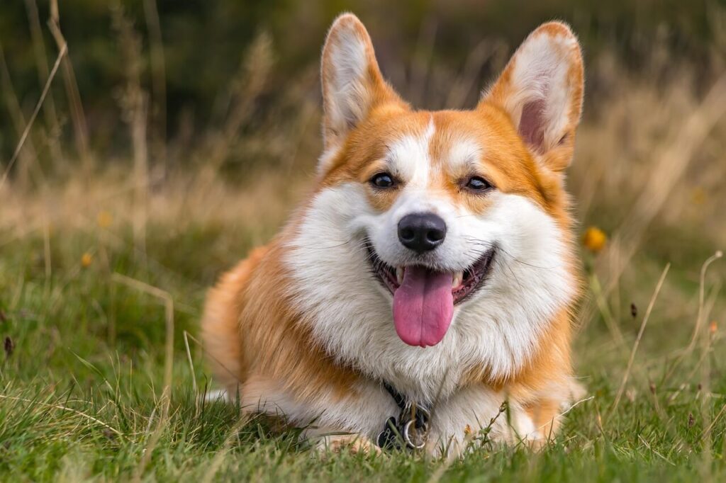 Corgi Pembroke Welsh