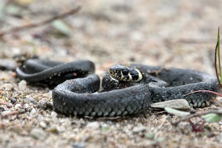 Węże występujące w Polsce